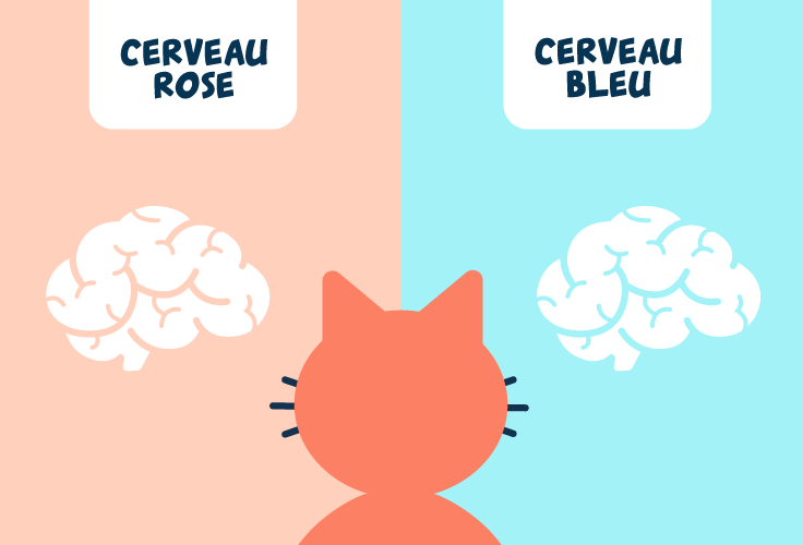 l'image est divisé en 2 partie avec d'un côté un cerveau rose et de l'autre un cerveau bleu